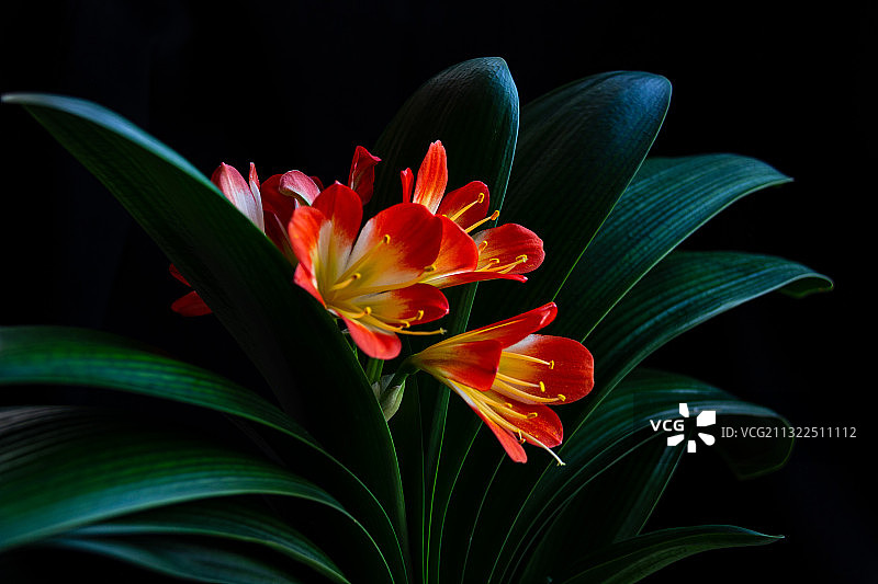 暗背景下的君子兰特写图片素材