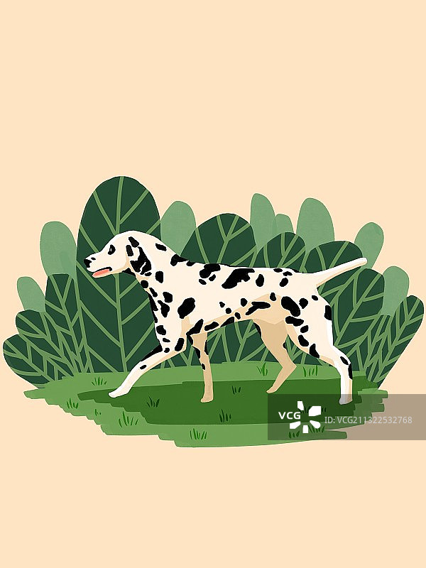 大麦町犬图片素材