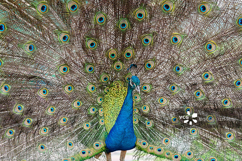自然色彩，野生动物，孔雀开屏，蓝孔雀图片素材