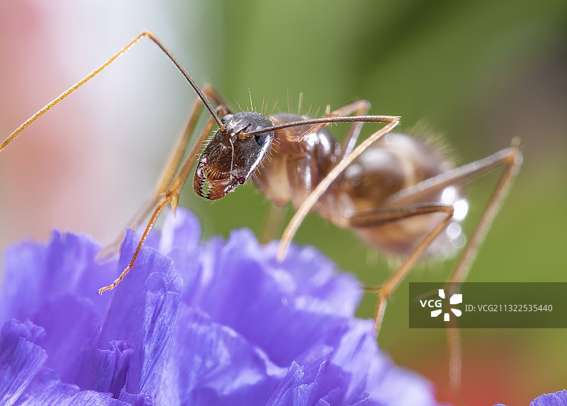 拟大头蚁图片素材