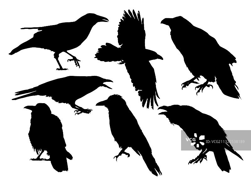 乌鸦轮廓剪影图片素材