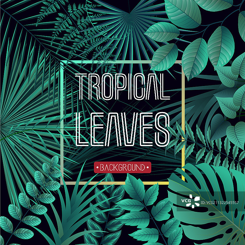 丛林植物热带树叶背景图片素材