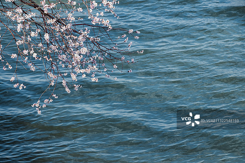 春季北京颐和园的桃花与湖面图片素材