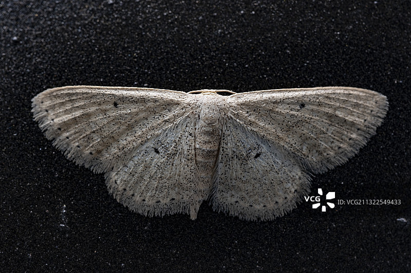 灯杆上的尺蛾图片素材