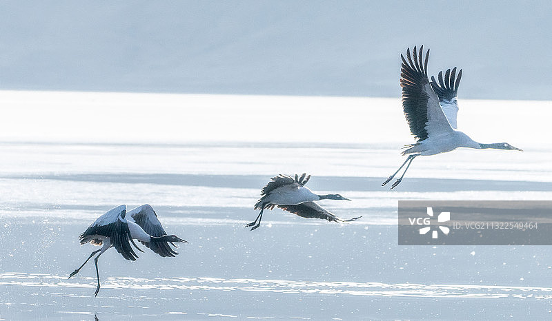 中国西藏拉萨林周县黑颈鹤保护区黑颈鹤起飞图片素材