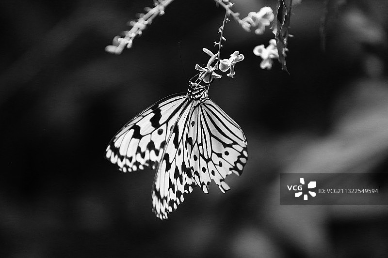 蝴蝶与花 黑白图片素材