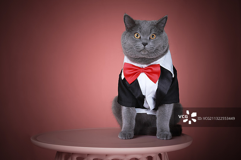 穿衣服的猫图片素材