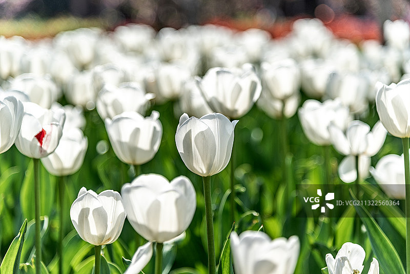 上海人民公园郁金香花图片素材
