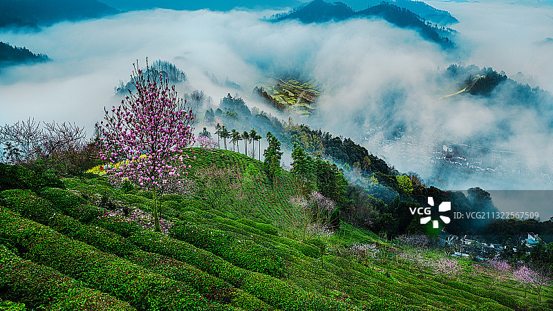 茶山春晓图片素材