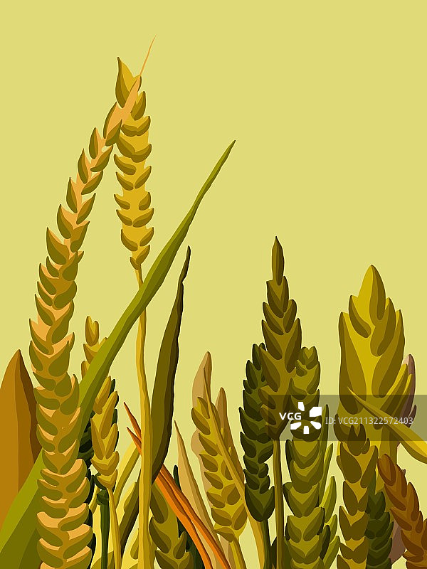 原创插画稻图片素材