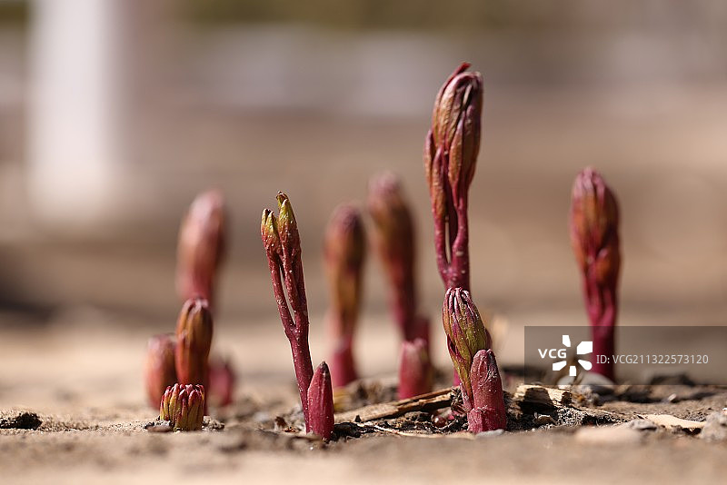 探  春图片素材