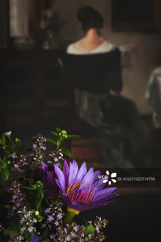 风里都是她的香-睡莲图片素材