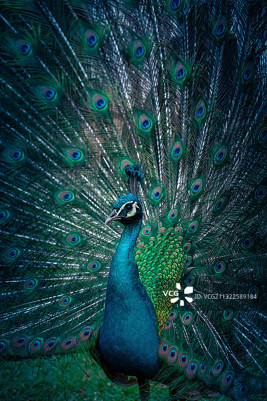 孔雀开屏图片素材