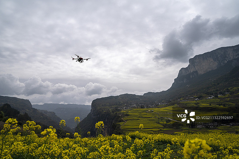植保无人机，为油菜花田喷洒农药除病害图片素材