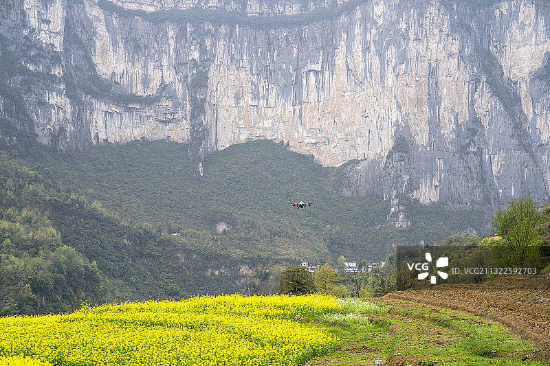 植保无人机，为油菜花田喷洒农药除病害图片素材