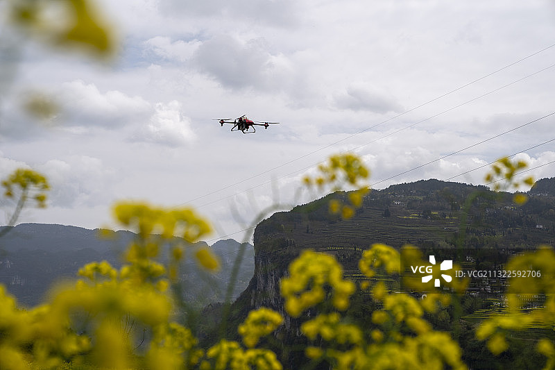 植保无人机，为油菜花田喷洒农药除病害图片素材