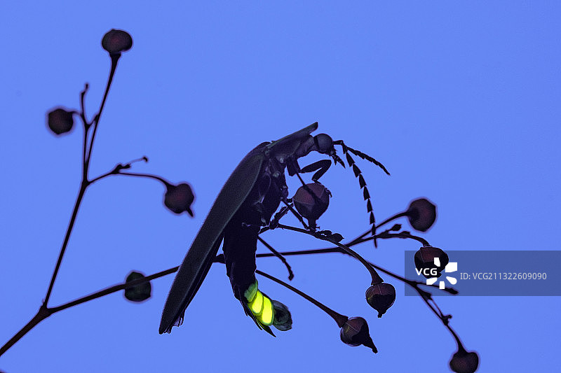 紫外线下的萤火虫图片素材