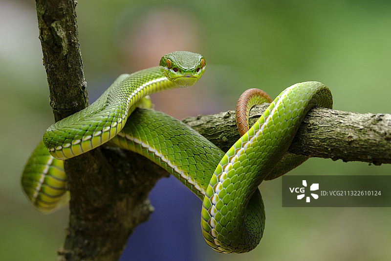 白唇竹叶青蛇图片素材