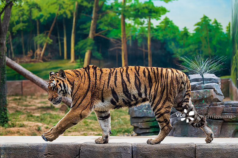 亚洲中国河南省郑州市动物园-动物王国:东北虎图片素材
