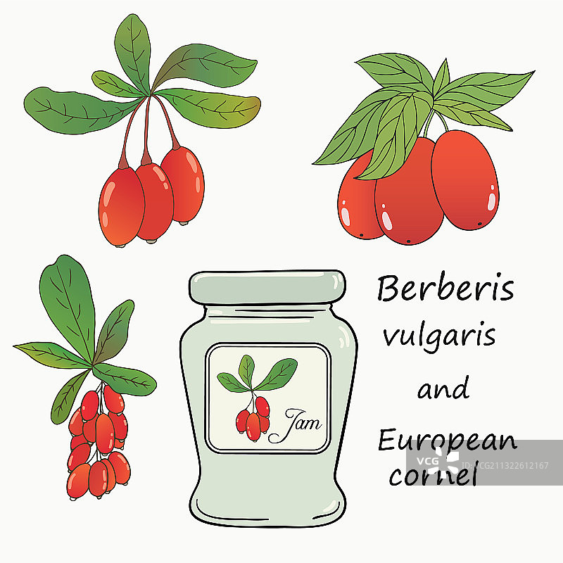 小檗和红花图片素材