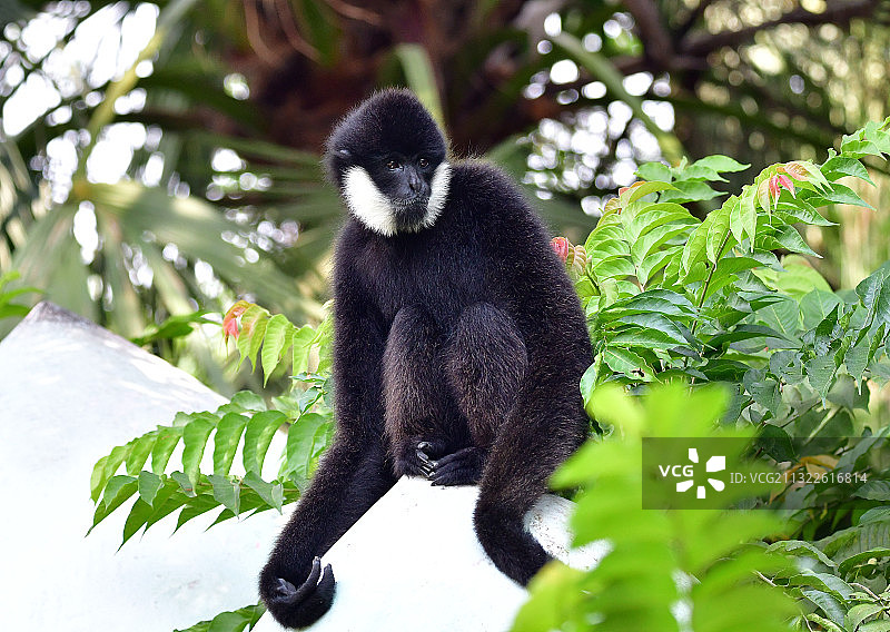 坐着休息的长臂猿图片素材