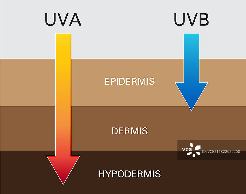 UVA和UVB防护皮肤对比图片素材