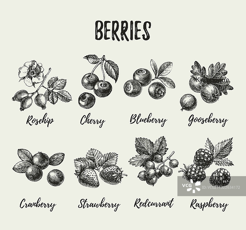 手绘草图浆果生态食品素材图片素材