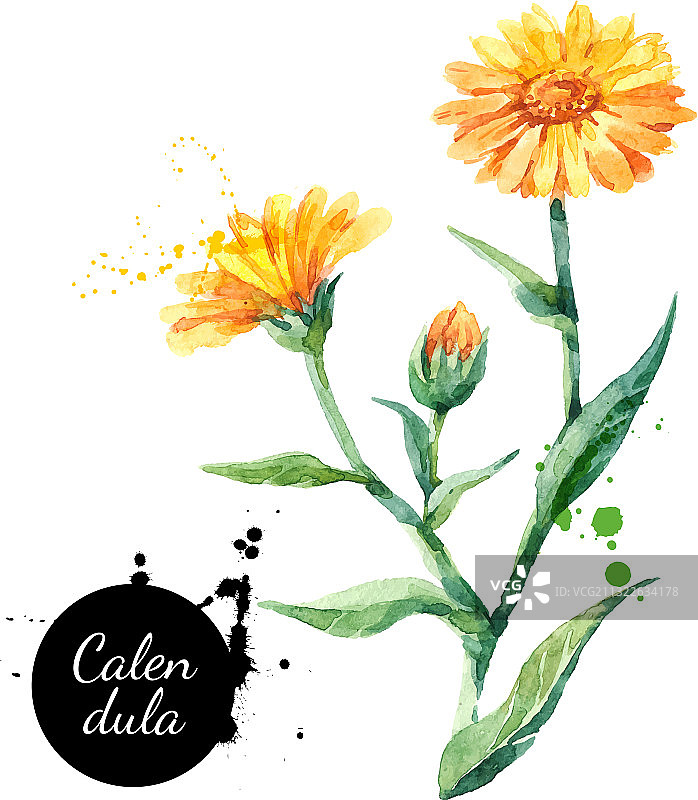 手绘水彩金盏花图片素材