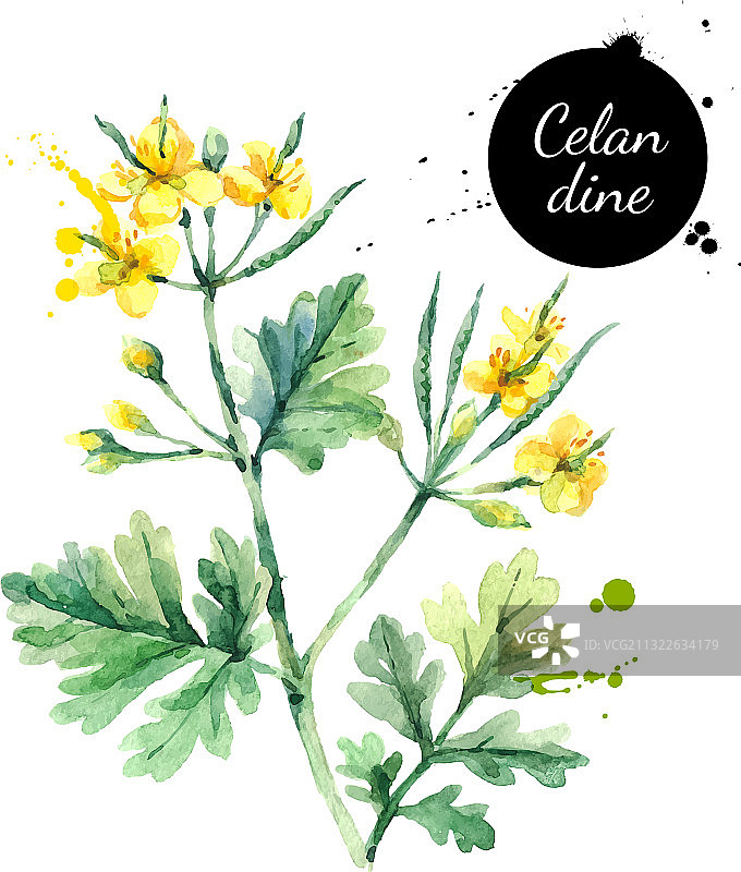 手绘水彩白屈菜花图片素材