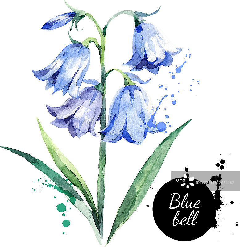 手绘水彩蓝色风铃草图片素材