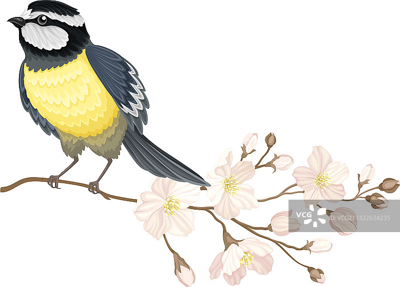 山雀栖息在苹果花枝上图片素材