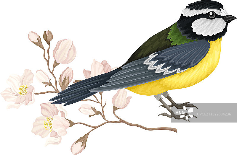 山雀栖息在苹果花枝附近图片素材