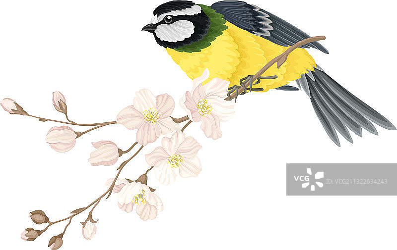 山雀栖息在苹果花枝上图片素材