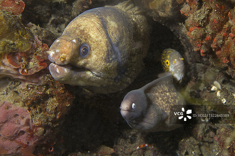 条纹海鳗、雪花海鳗和白眼海鳗共用一个洞穴图片素材