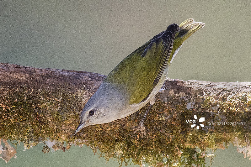 雄性田纳西莺图片素材