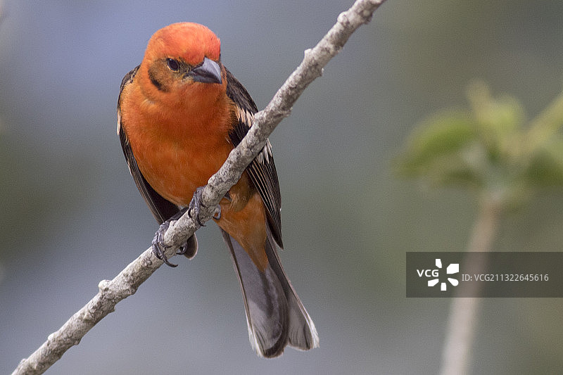 雄性火焰色绿咬鹃图片素材