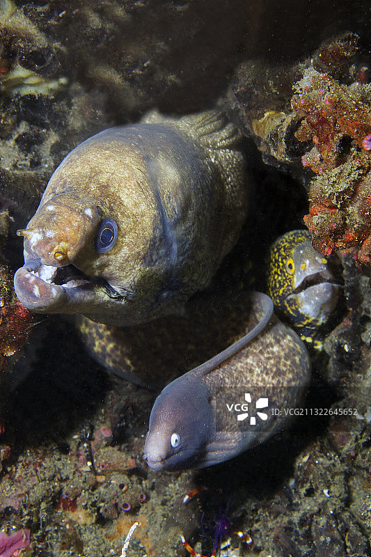 条纹海鳗、雪花海鳗和白眼海鳗共用一个洞穴图片素材