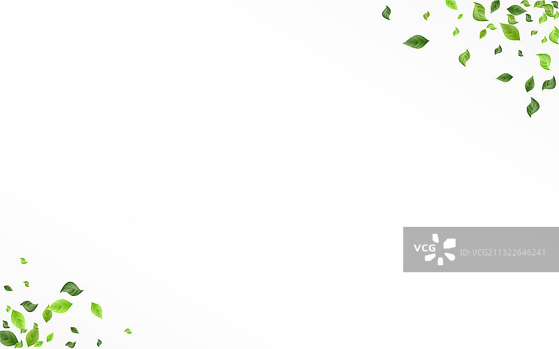 白色背景上的青柠叶图片素材