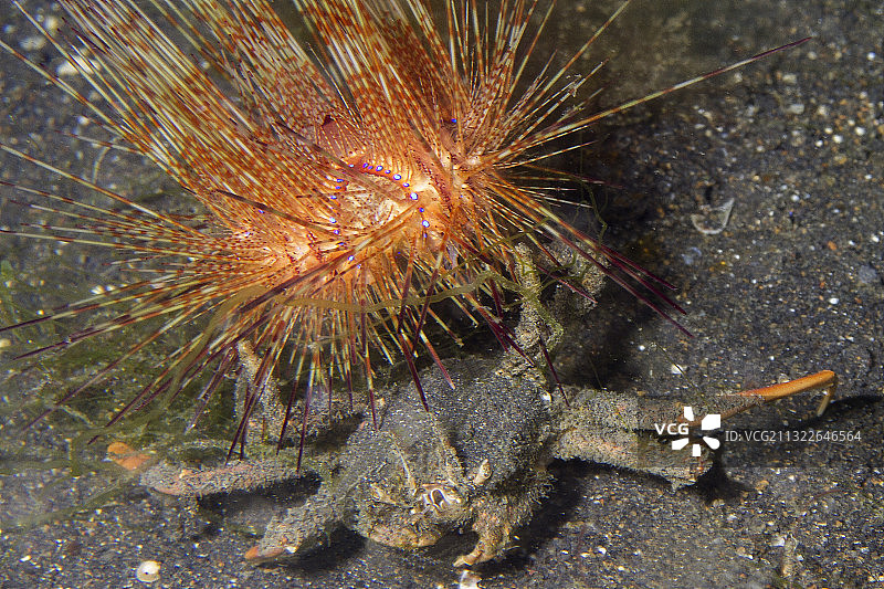 海胆搬运螃蟹，搬运一个发光的海胆图片素材