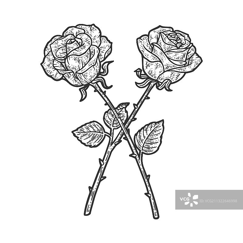 玫瑰交叉素描图片素材