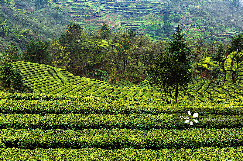 三峡库区茶园吐新绿图片素材