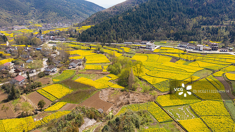 春季自然风光陕西勉县陈村油菜花图片素材