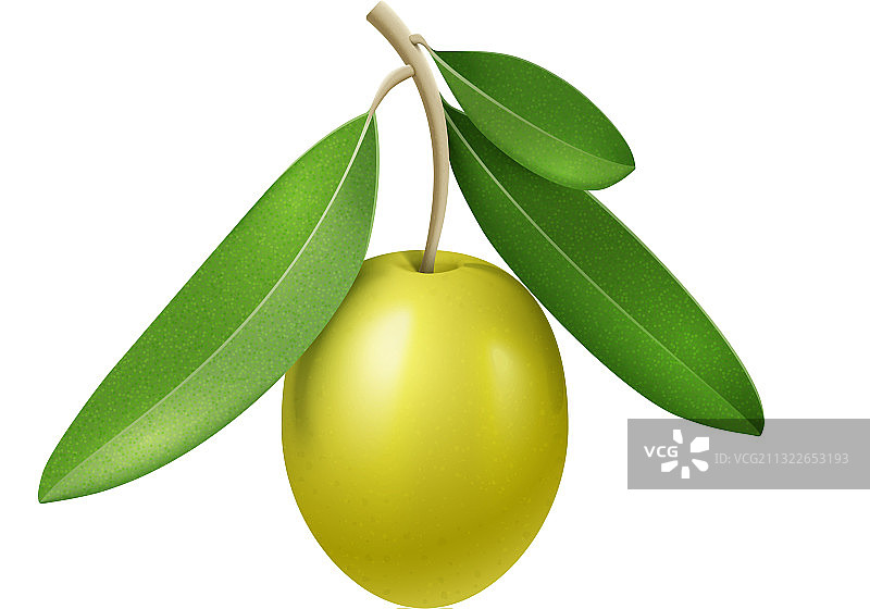 逼真的绿色橄榄枝图片素材