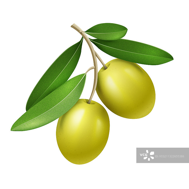 逼真带有两个绿色的橄榄枝图片素材