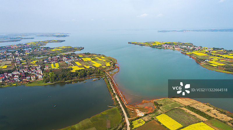 鄱阳湖的岛屿油菜花图片素材