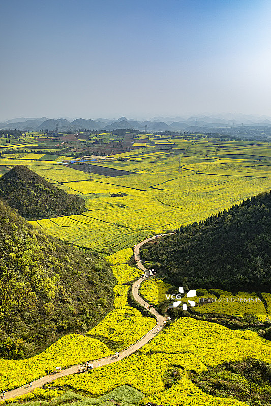 云南罗平油菜花开图片素材