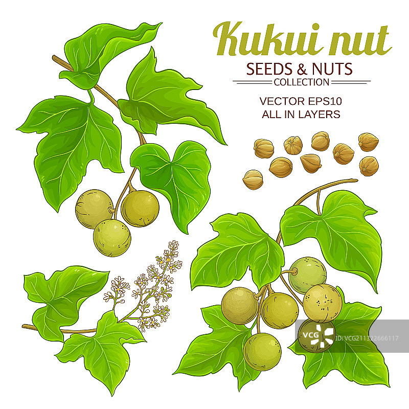 白色背景上的库库伊树枝图片素材