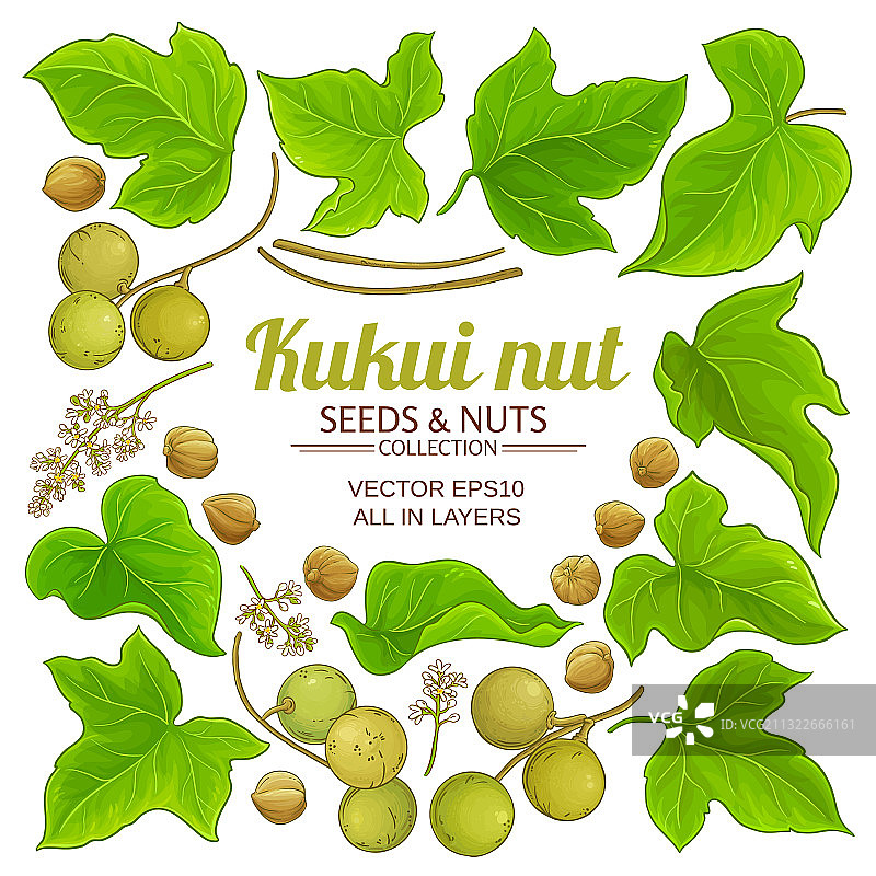 白色背景下的石栗植物元素图片素材