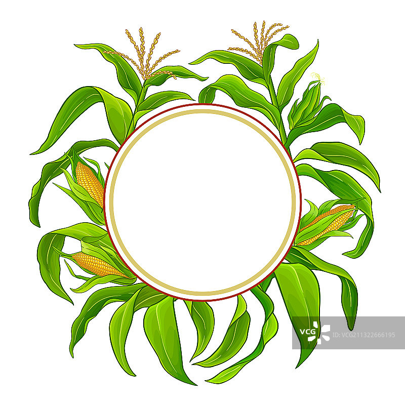 白色背景上的玉米植物框架图片素材