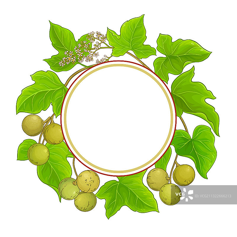 白色背景上的海桐植物框架图片素材